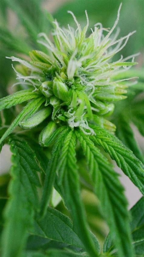 hermes cannabis|can hermaphrodite produce good marijuana.